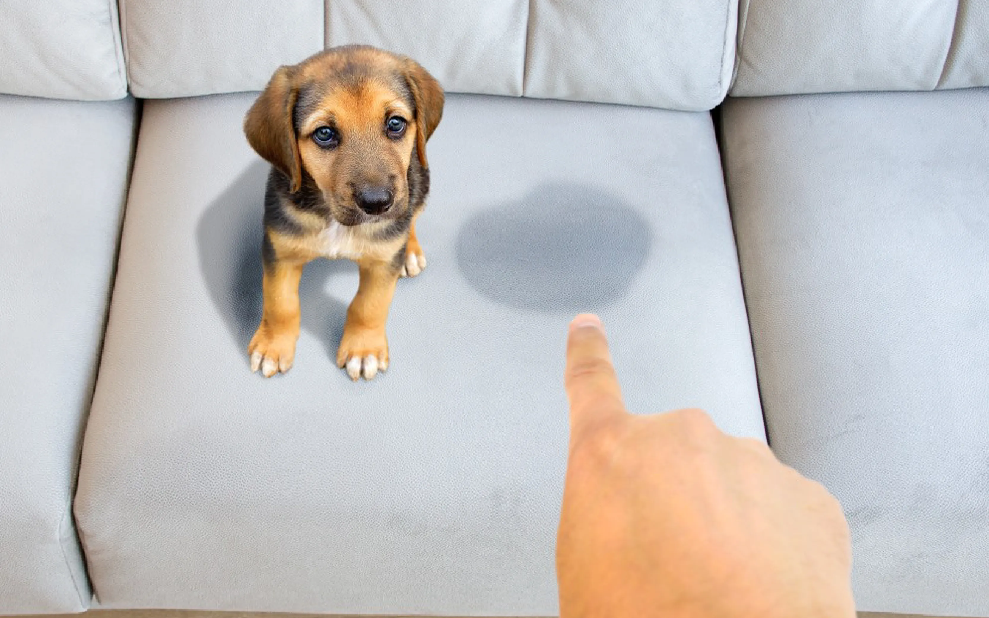 carpet cleaning in new york, carpet cleaning new york, carpet cleaners in new york, carpet cleaners in new york, commercial carpet cleaning, commercial carpet cleaning in new york, new york rug cleaners, rug cleaning services in new york, same day carpet cleaning, same day rug cleaning in new york