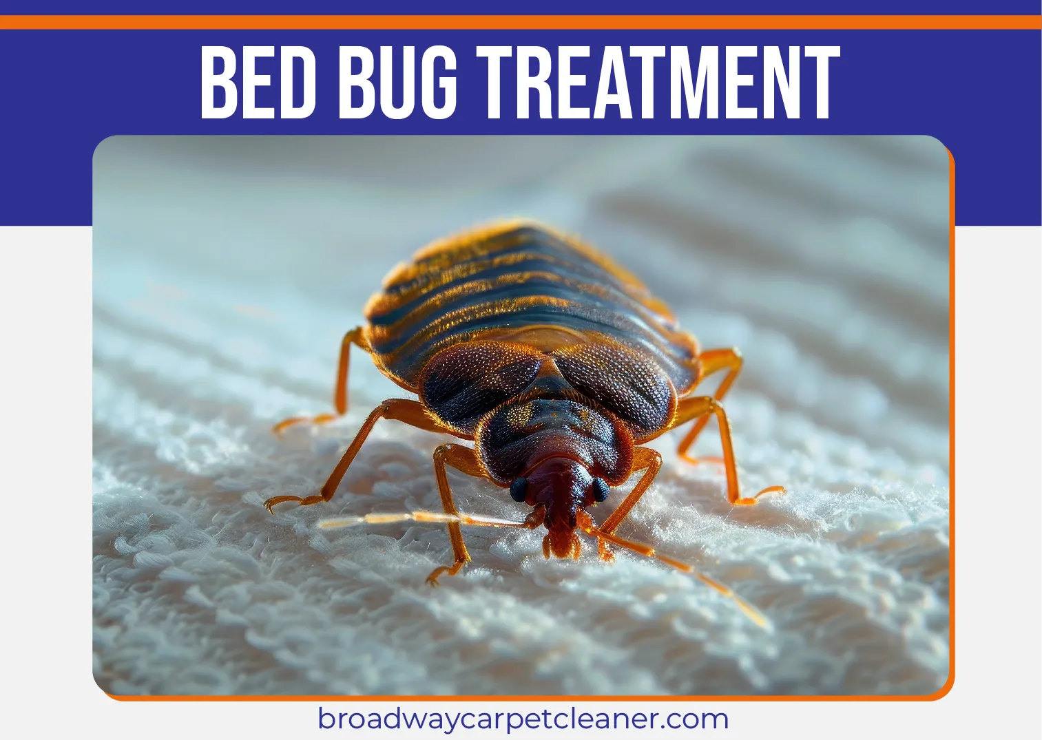 carpet cleaning in new york, carpet cleaning new york, carpet cleaners in new york, carpet cleaners in new york, commercial carpet cleaning, commercial carpet cleaning in new york, new york rug cleaners, rug cleaning services in new york, same day carpet cleaning, same day rug cleaning in new york